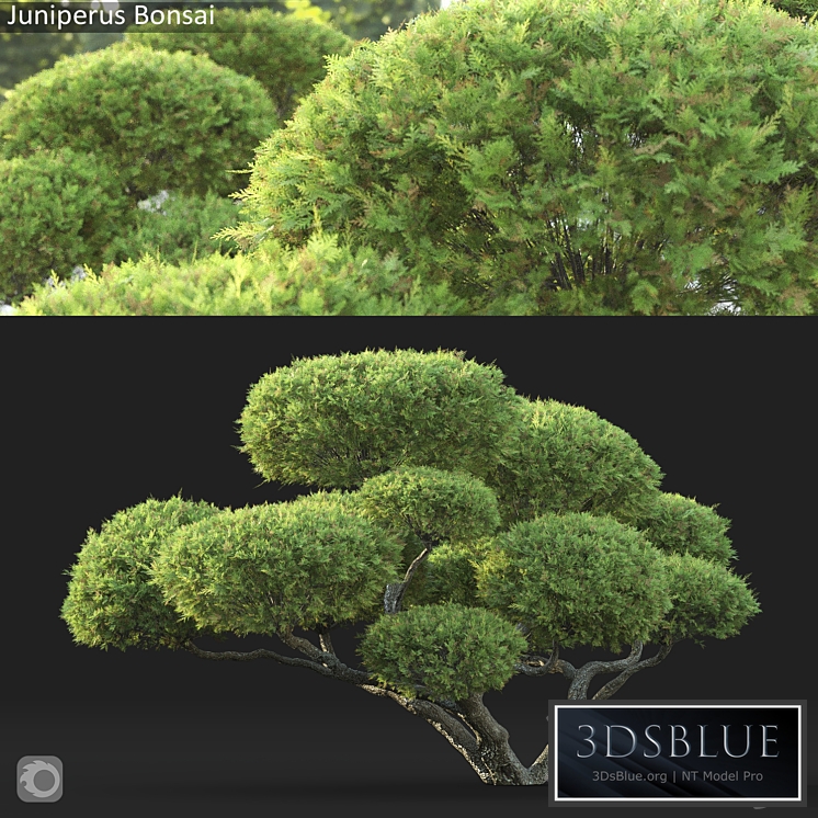 Bonsai