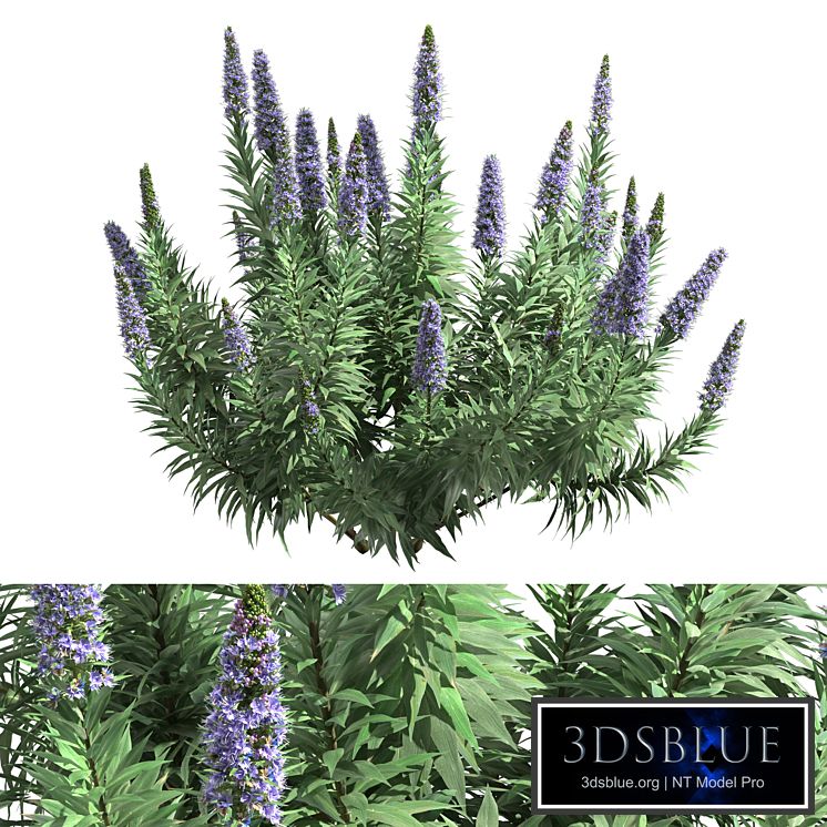 Pride of Madeira - Echium candicans