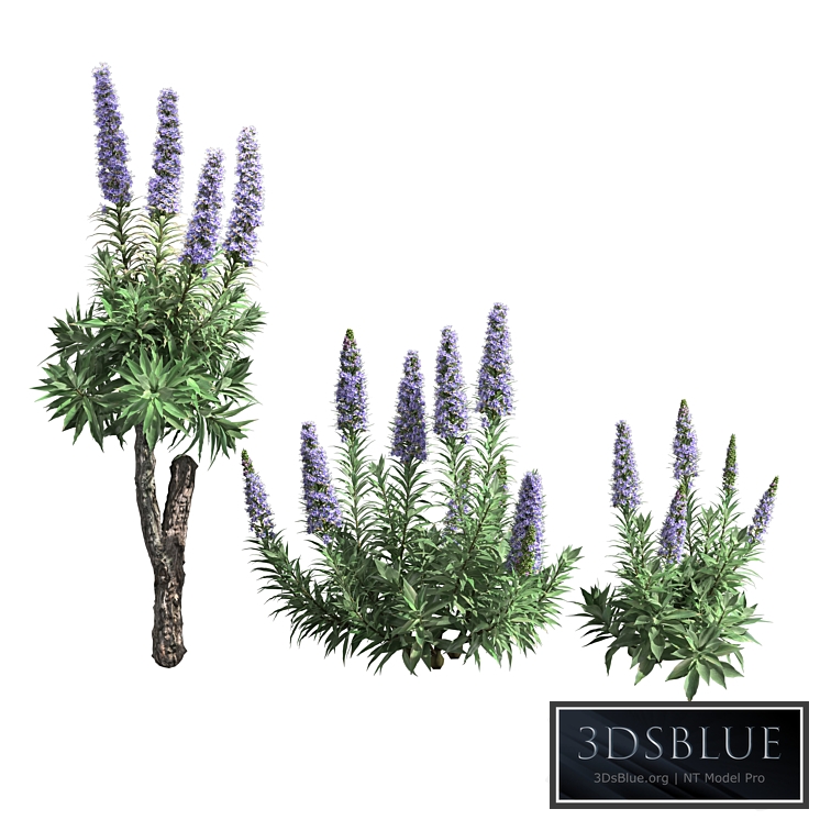 Pride of Madeira-Echium candicans 02