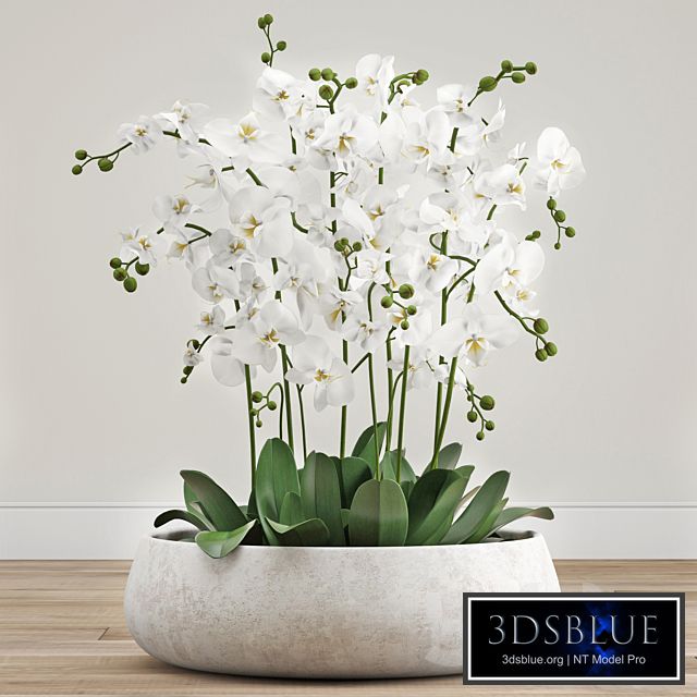 Orchid arrangement