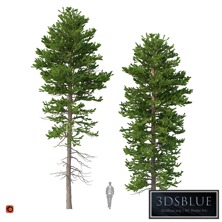 Norway spruce Set 1 Corona