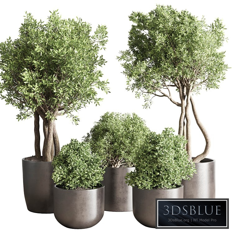 collection Indoor outdoor plant 122 pot tree plant bush dirty concrete vase pot