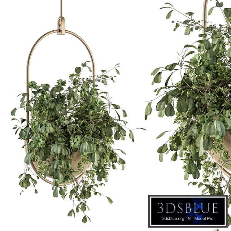 indoor Plant Set 283 - Hanging Plants