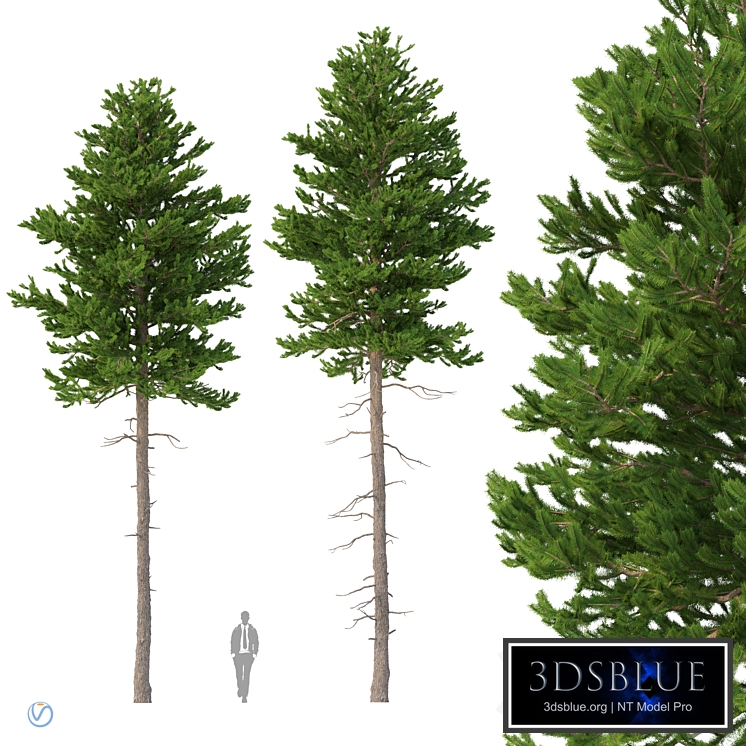 Norway spruce Set 2 V-Ray
