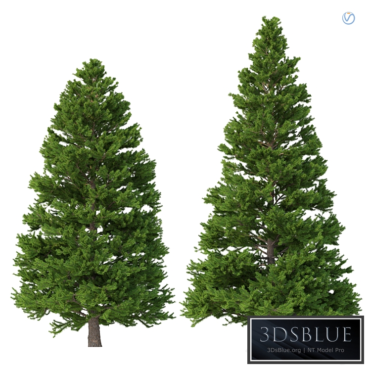 Norway spruce Set 3 V-Ray