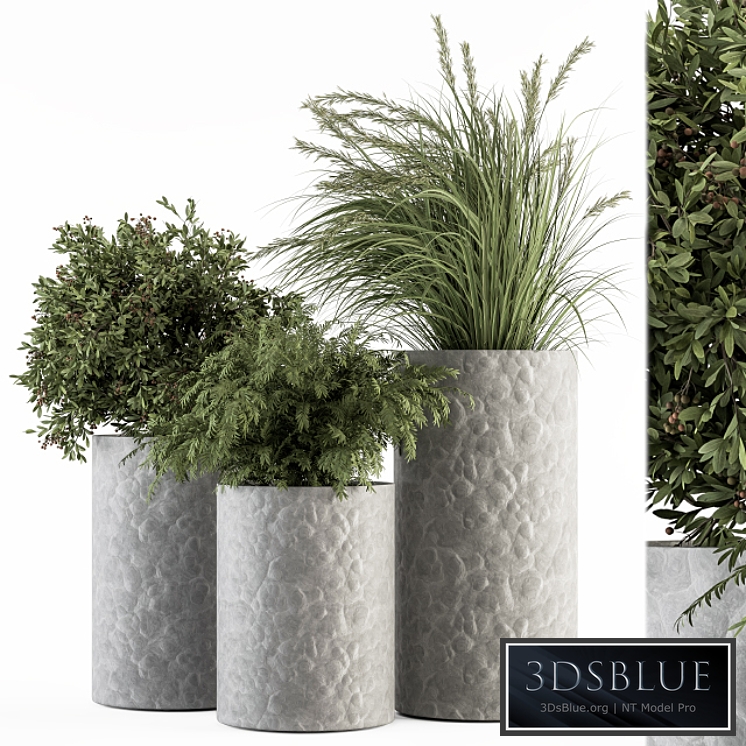 Outdoor Plant Set 292 - Plant Set in Concrete Pot
