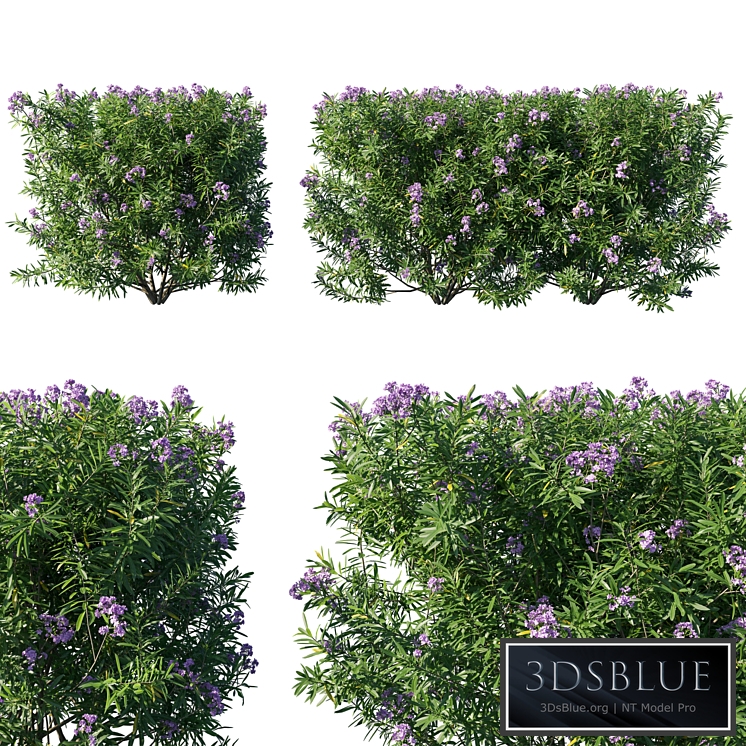 Nerium Oleander Collection 07