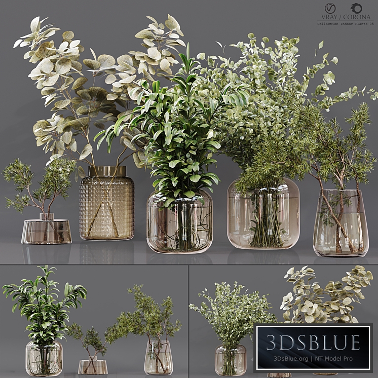 Collection Indoor Plants 0505