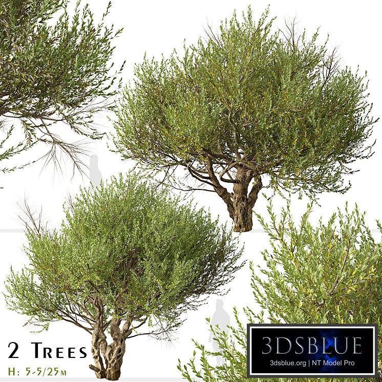 Set of Olive Tree (European olive) (2 Trees)
