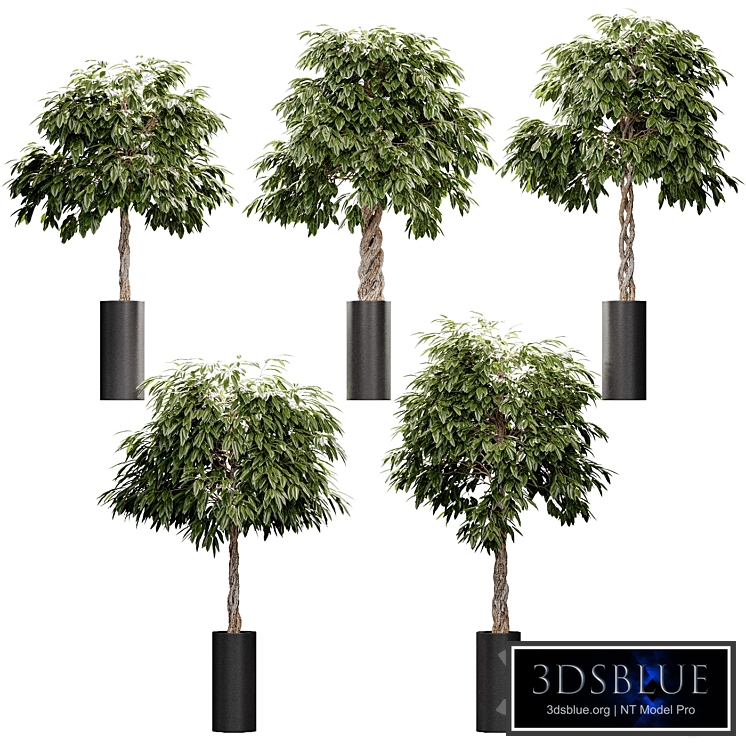 The ficus is large. 5 models