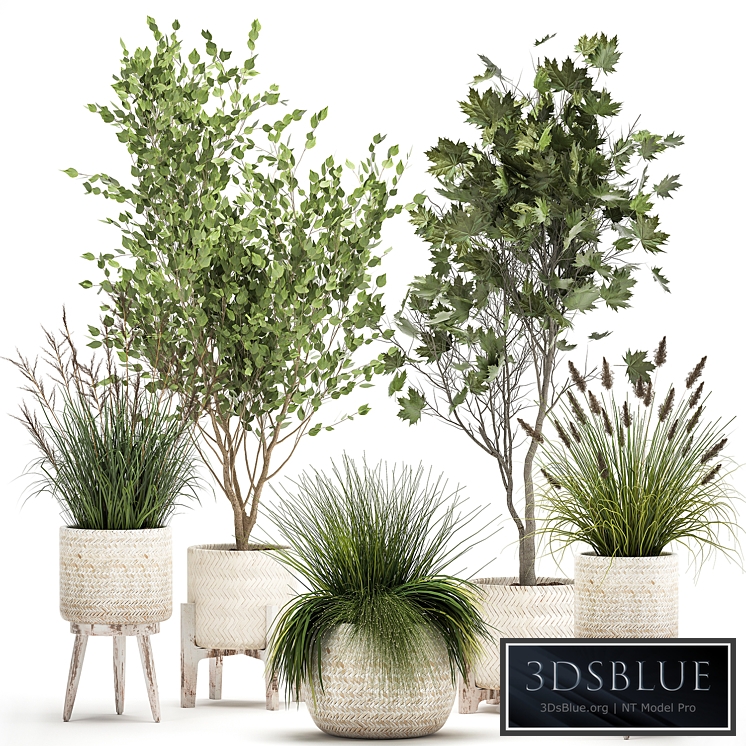 Plant collection 1047. Trees, white basket, cane, grass, small tree, bushes, landscape design, plane tree, maple, decorative cane, interior, indoor, Acer, Maple, Platanus