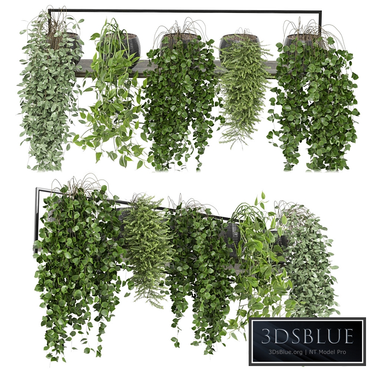 indoor plants in rusty concrete pot on metal shelf - Set 0088