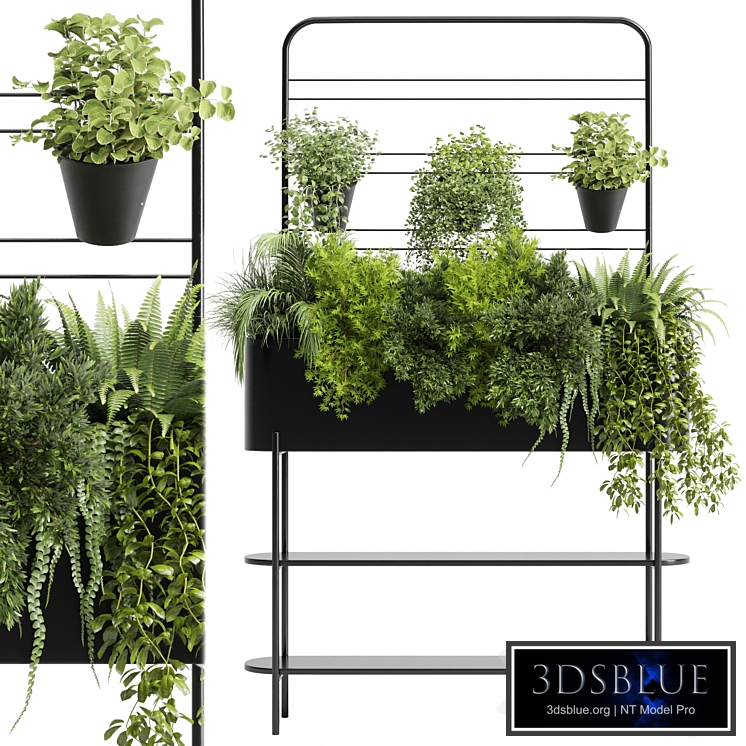 Collection Indoor plant 126 Auckland Black Metal Flower Box plant ivy fern pots