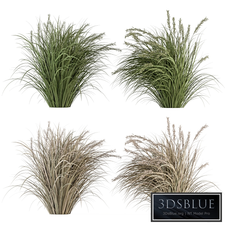 Pampas Bush Dried and Fresh - Bush Set 42