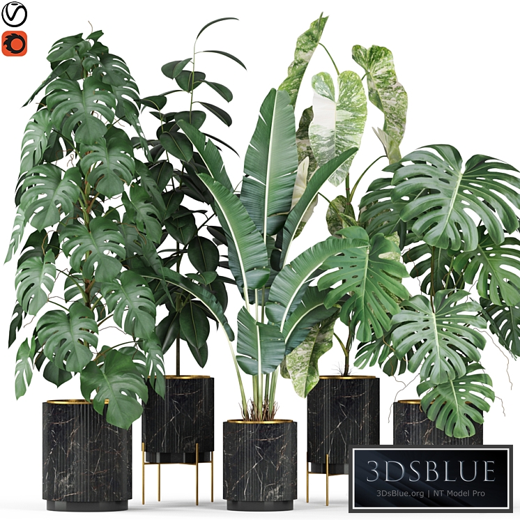 Plants collection 584