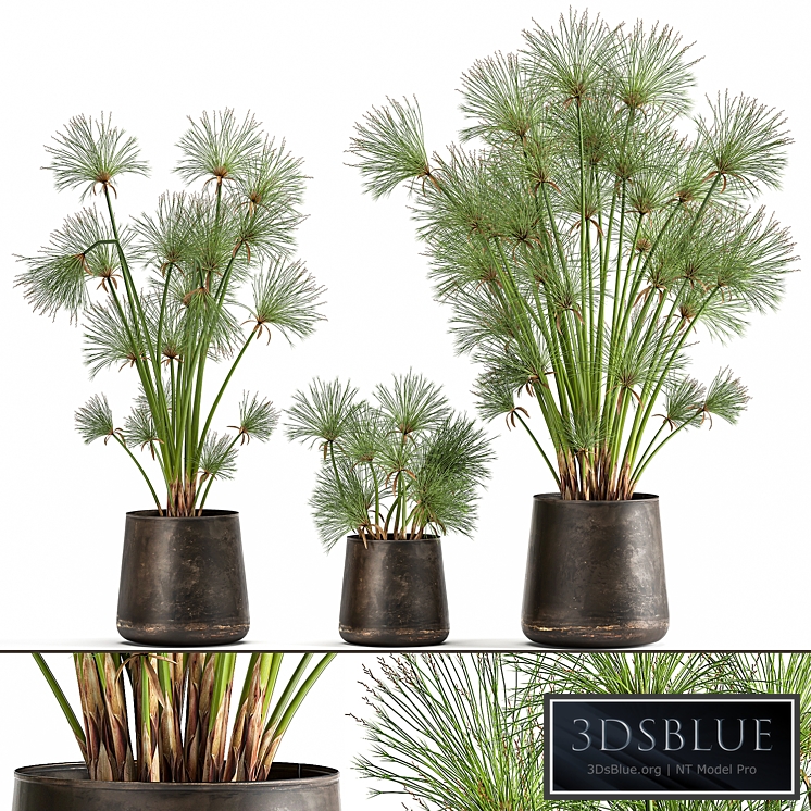 Plant collection 1048. papyrus, syt, cyperus, flowerpot, outdoor, exotic, rust, bush, landscaping