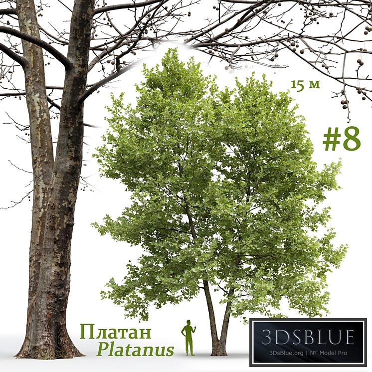 Plane-tree / Sycamore / Platanus #8