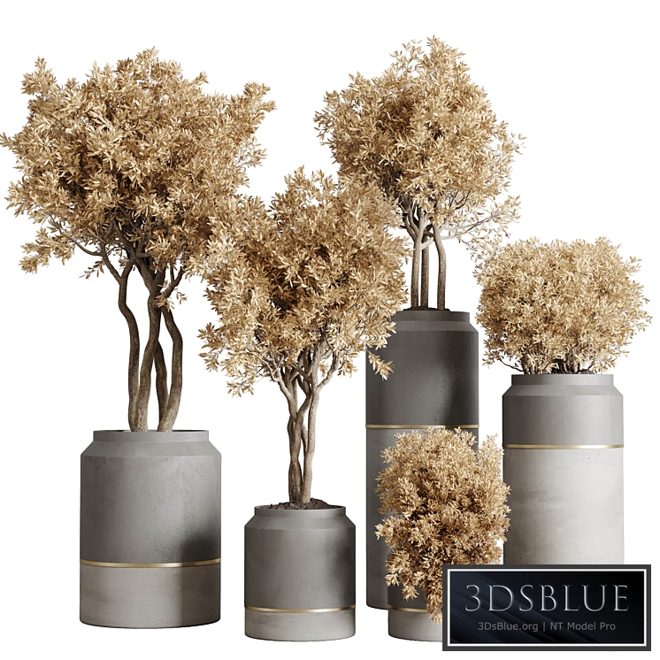 collection autumn leaves Indoor plant 128 dirty concrete pots dry plants corona