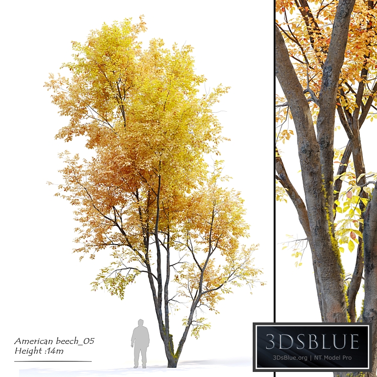 Autumn American beech