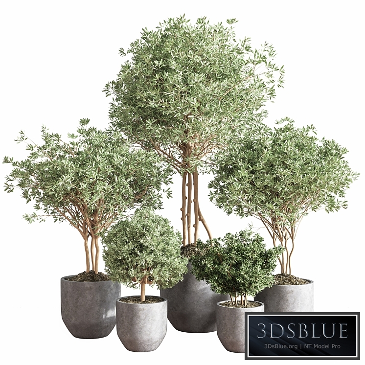 Indoor_Plant_Set13_Corona