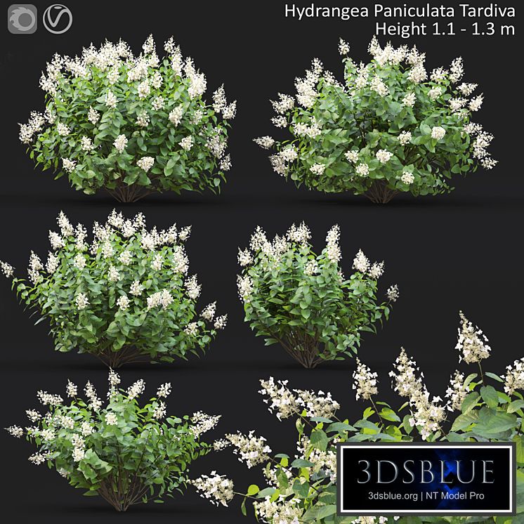 Hydrangea Paniculata