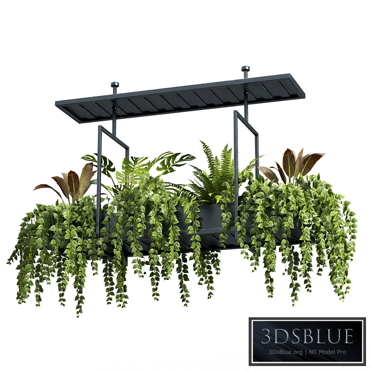 Indoor plant set 05-Hanging plants