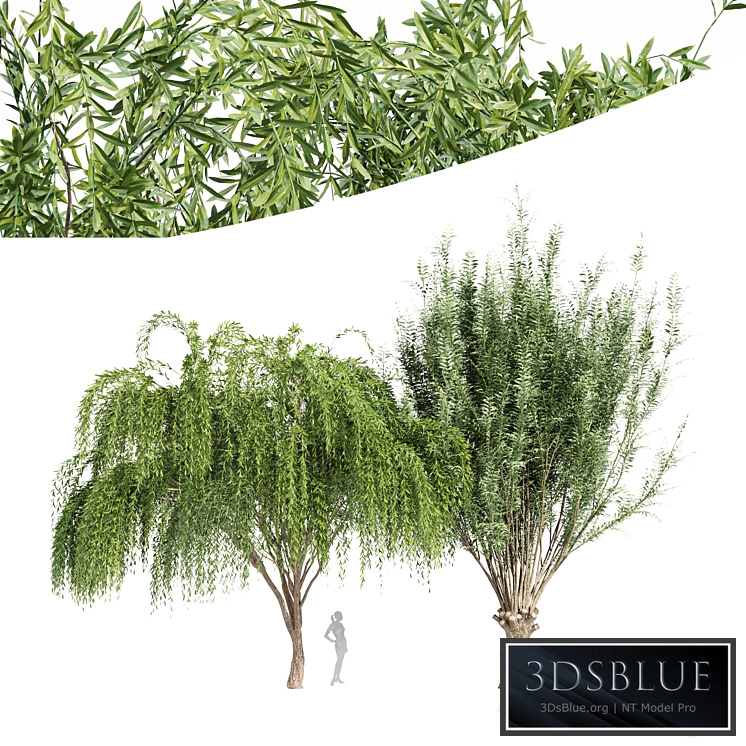 2tree-Pollard willow Weeping willow