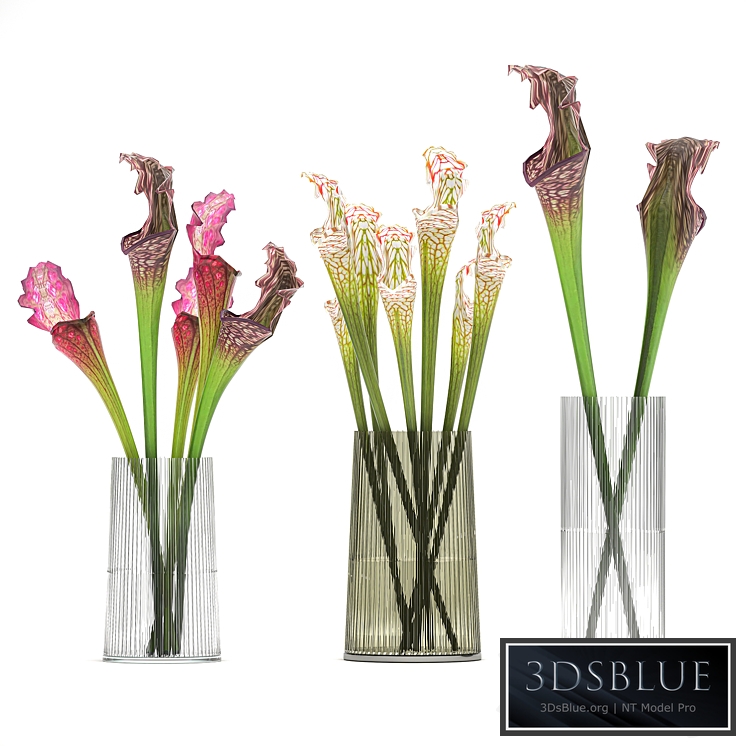 Bouquet 180. Sarracenia, vase, set, glass, exotic flowers