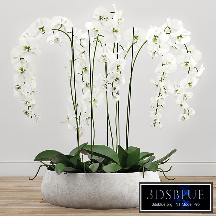 Orchid arrangement 2