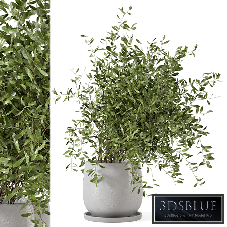 Indoor Plants in rusty Concrete Pot - Set 281