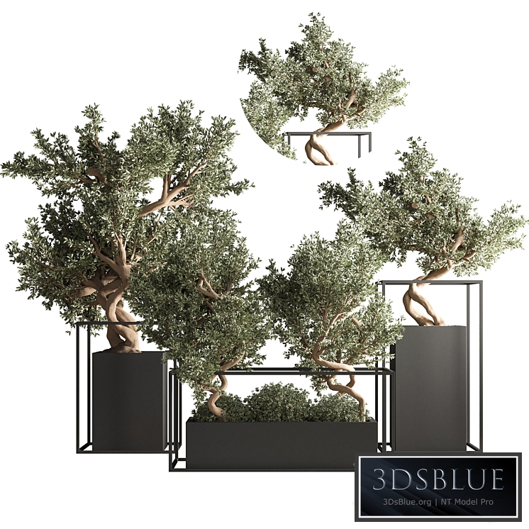 indoor plant bonsai set 24