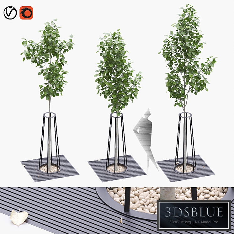 Linden seedlings in a tree-trunk lattice