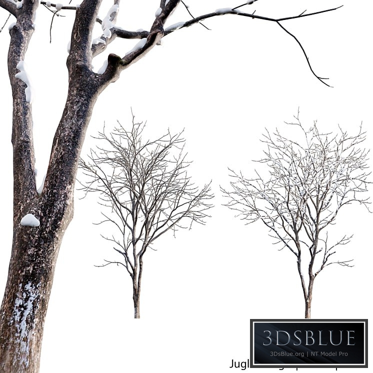 Juglans regia - Common walnut - winter - snow