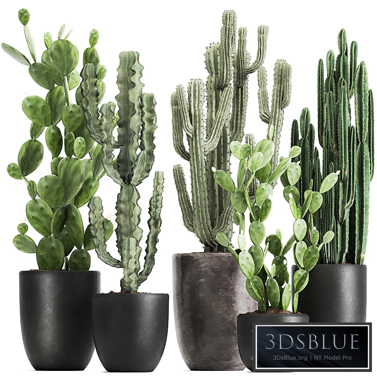 Plant collection 1054. Cacti, Opuntia, Cereus, black pot, flowerpot, Prickly pear