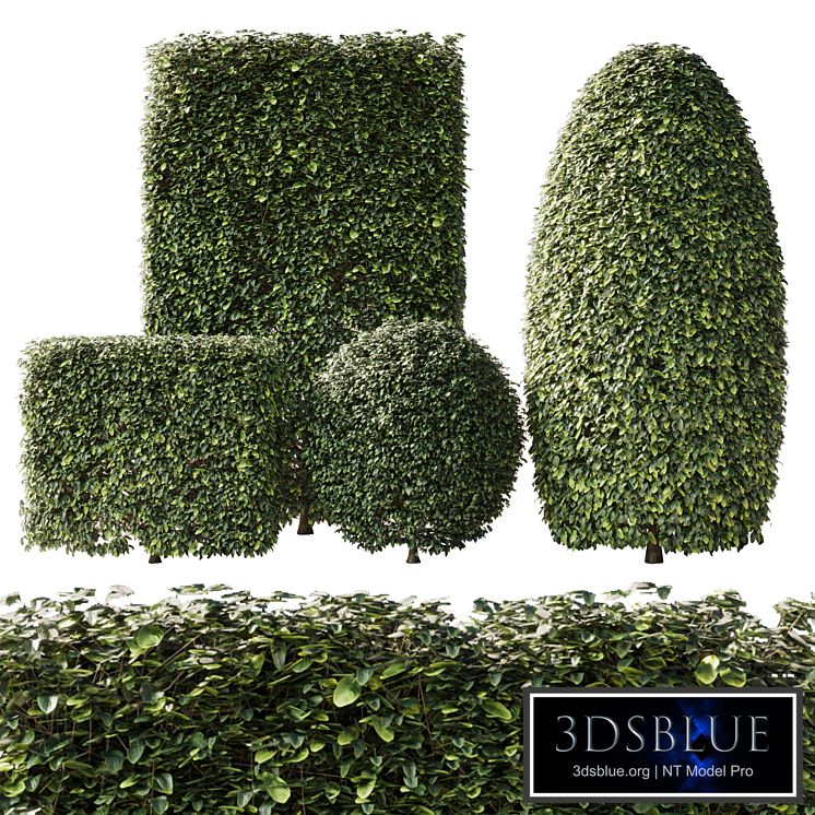 Bush Collection Shrubs cube-oval-circle and rectangle 02
