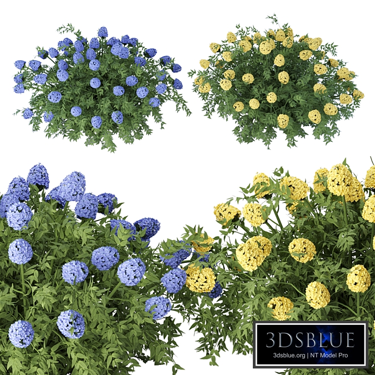 flowering bushes collection vol 43