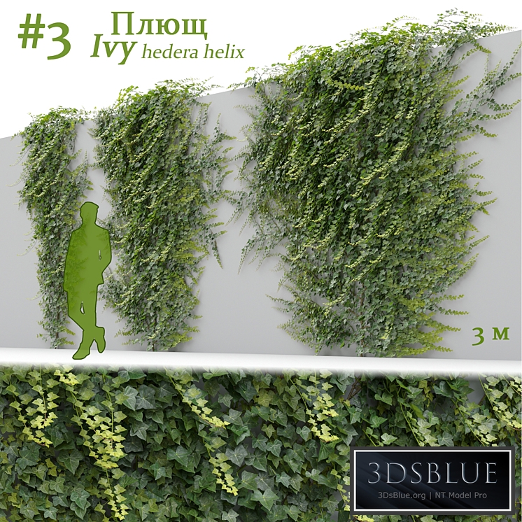 Ivy / Hedera helix #3