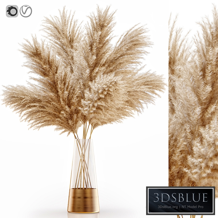 Pampas grass 11
