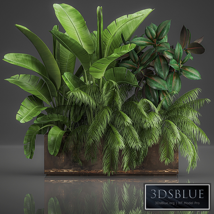 Plant collection 1057. Thickets, Banana, Palm, Bushes, Ficus, Tropical Plants, Pot, Exotic, Tropical, Flowerbed, Flowerpot, Vertical Garden, Home Garden, Jungle