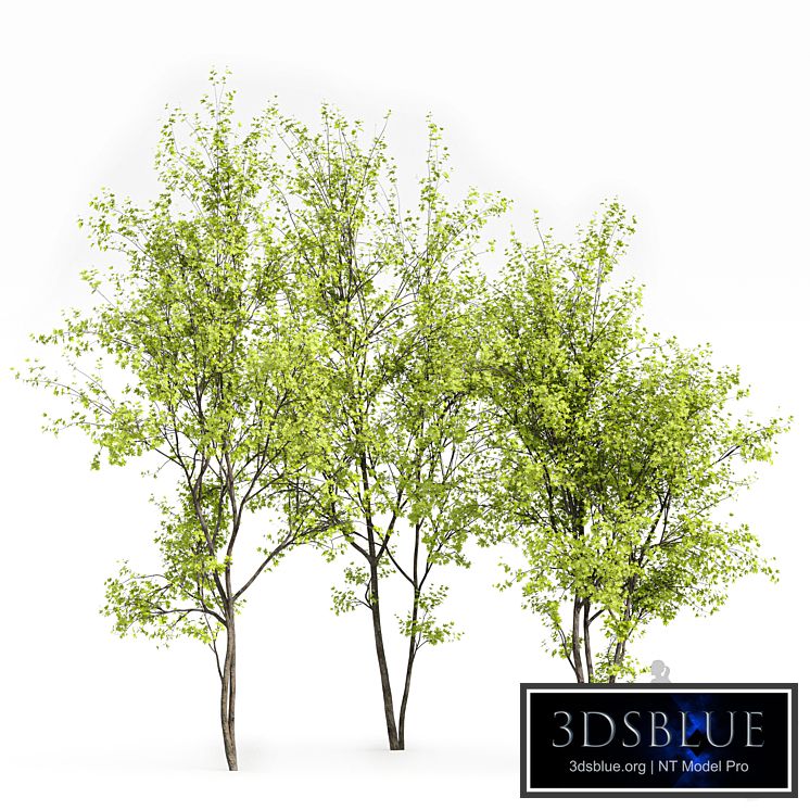 Real Tree Acer Saccharinum Spring