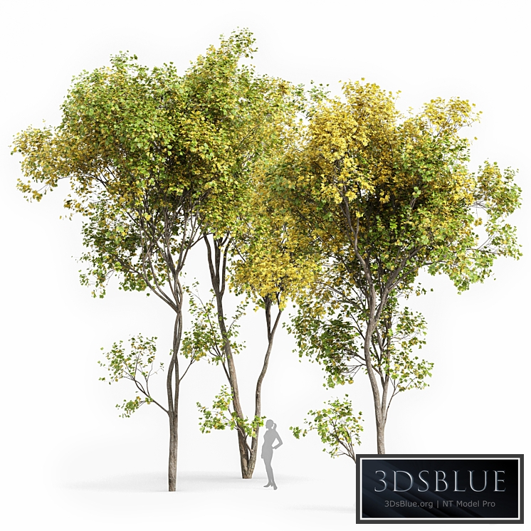 Real Tree Acer Saccharinum Summer-Fall