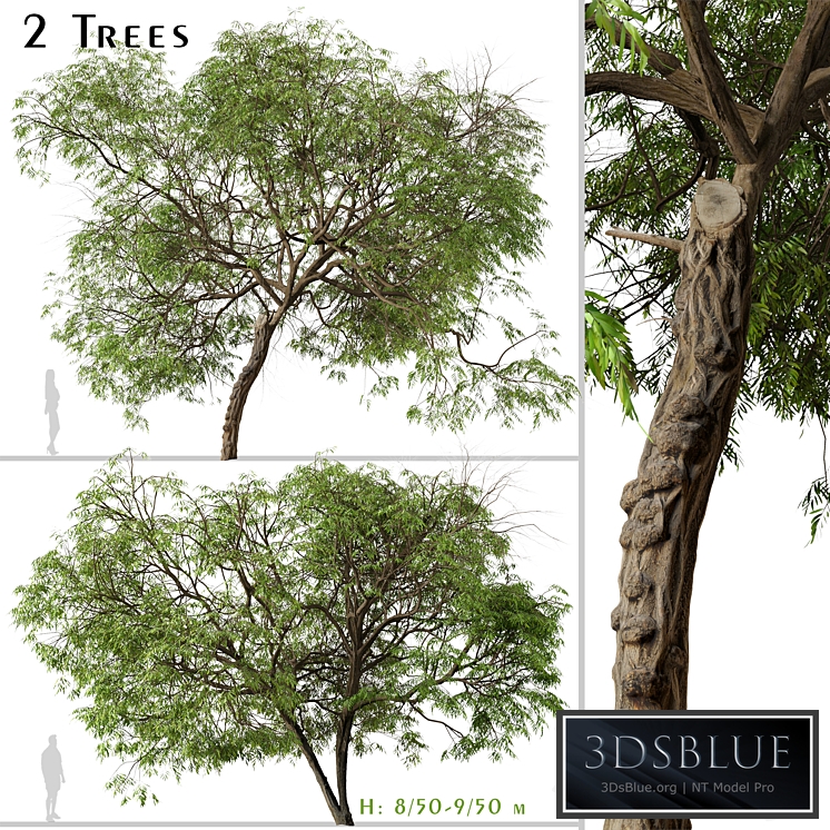Set of Brazilian Pepper Tree (Schinus terebinthifolia) (2 Trees)