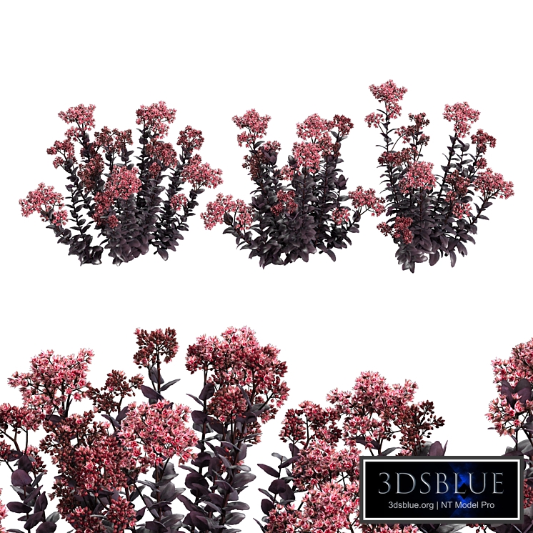 Sedum purple emperor