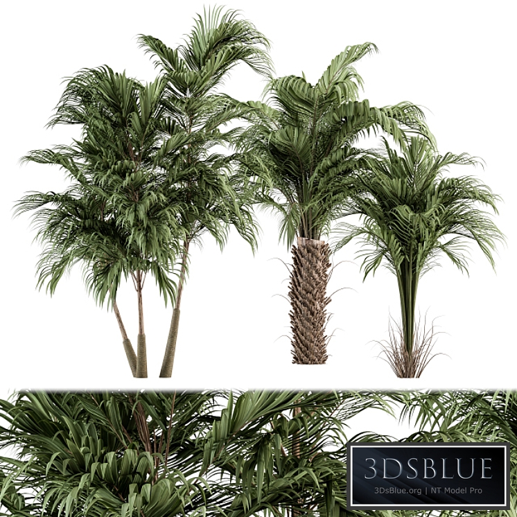 Three Type Palm Tree - Tree Set 55