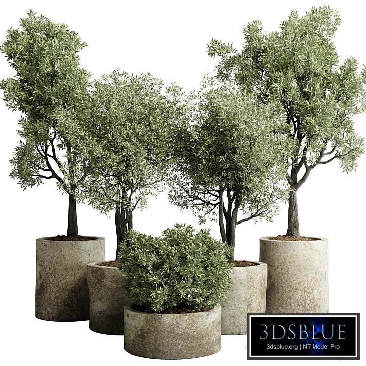 Collection outdoor plant 65 pot old olive tree concrete old vase corona