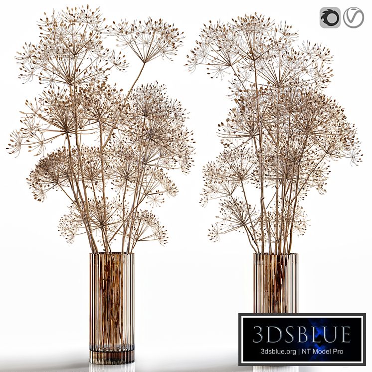 Dry flowers 7 Heracleum