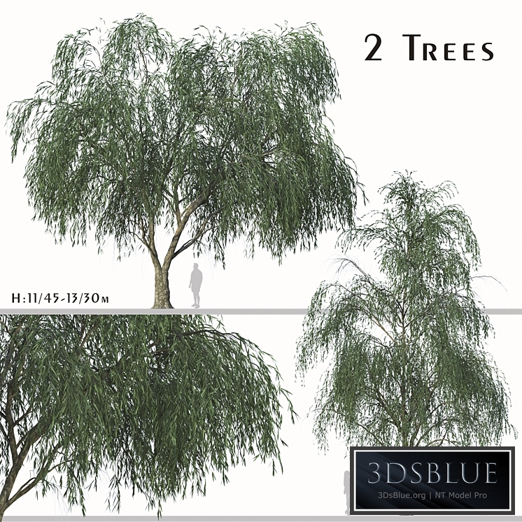 Set of Willow Acacia Tree (Acacia Salicina) (2Trees)