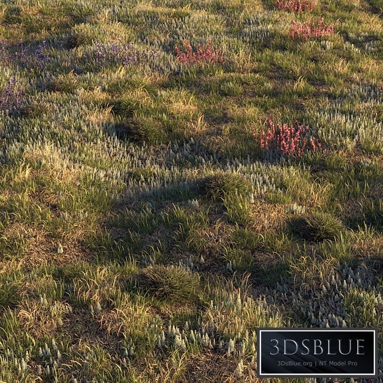 Field herbs | grass