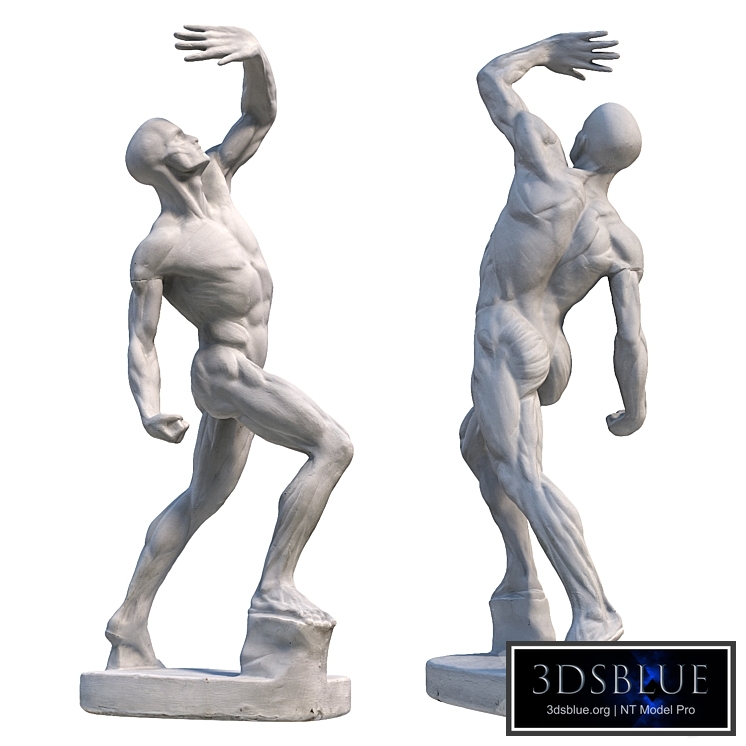 01 sculpture male ecorche