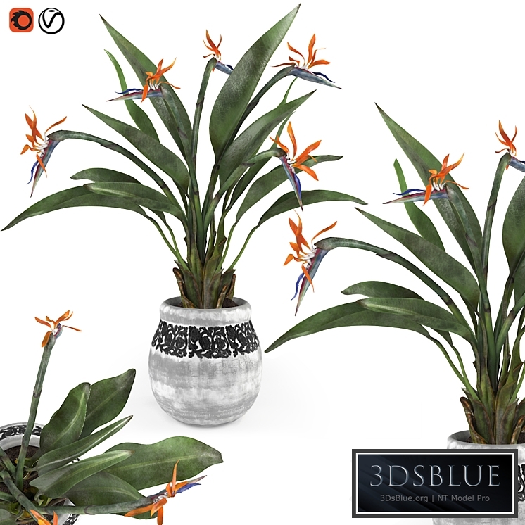 Bird of paradise flower